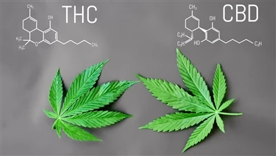 ความแตกต่างระหว่าง THC กับ CBD คืออะไร