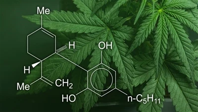 CBD กัญชา และกัญชง: ผลิตภัณฑ์กัญชาเหล่านี้แตกต่างกันอย่างไร และผลิตภัณฑ์ใดถูก...
