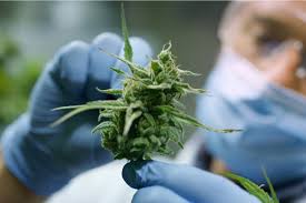 วิธีใช้เจลทำความเย็นกล้ามเนื้อ CBD