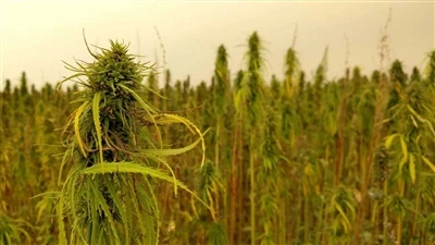 ข่าวด่วนเกี่ยวกับ CBD: บริษัทกัญชาของแคนาดาถอนตัวจากตลาด CBD ของกัญชาในสหรัฐฯ
